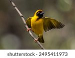 An African masked weaver in courtship display, Austin Roberts bird sanctuary, Pretoria, South Africa