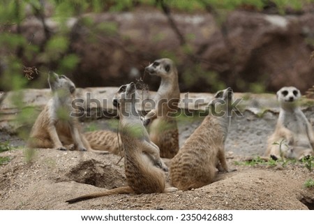 African Meerkats on the lookout