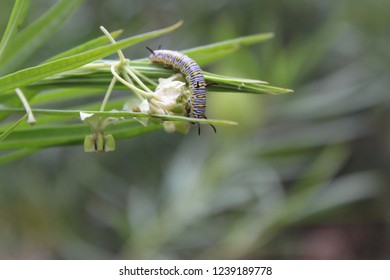 African monarch caterpillar on milkweed - Shutterstock ID 1239189778