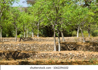 African moringa trees in Ethiopia