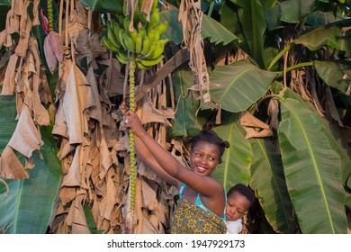 An African Mother Backing Her Baby While Trying To Harvest Plantain From The Banana Trees In Her Farm