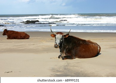 African Nguni Cows Lying On A Beach On The Wild Coast Of South Africa