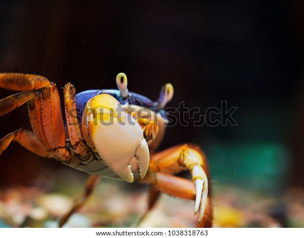 An\
African, or Nigerian rainbow crab, Cardisoma armatum, colored with\
blue and red stands half-turn with its big right claw to the\
camera. The eyes of the crab are rised on\
eyestalks