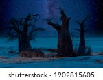 African night sky at Kubu Island. Huge baobabs are visible against a starry sky with milky way. Botswana