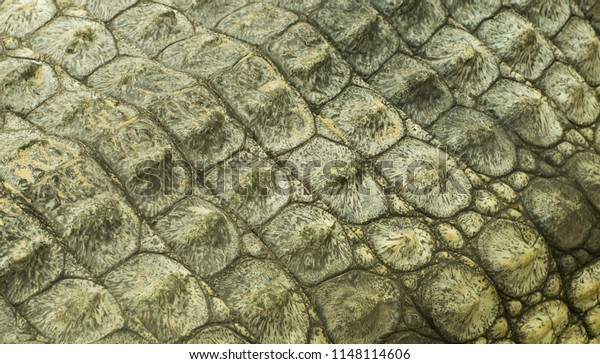 nile crocodile skin