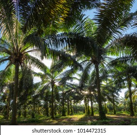African oil palm cultivation

