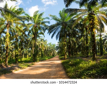 African Oil Palm Cultivation

