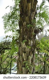 African Oil Palm Trunk. Selective Focus