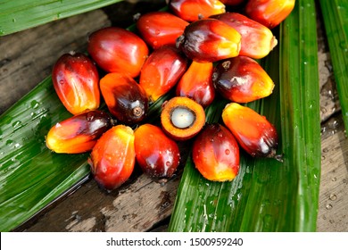 African Oil Palm(Elaeis guineensis). Oil palm originates from west africa but its cultivated in many tropical regions of the world. Indonesia & Malaysia produce about 85% of the palm oil in the world.