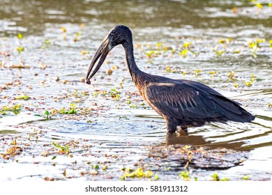 African Openbill Stork