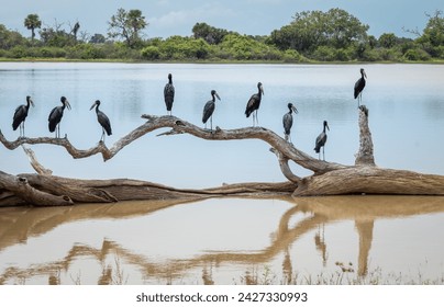 African openbill storks (anastomus lamelligerus) wait on a dead tree over a flooded lake as they hunt in Nyerere National Park (Selous Game Reserve) in southern Tanzania.