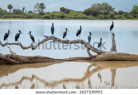 African openbill storks (anastomus lamelligerus) wait on a dead tree over a flooded lake as they hunt in Nyerere National Park (Selous Game Reserve) in southern Tanzania.
