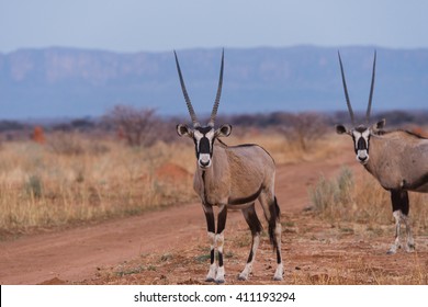 African Oryx (Oryx gazella) standing near dirt farm road in front of Waterberg Plateau in background, Namibia