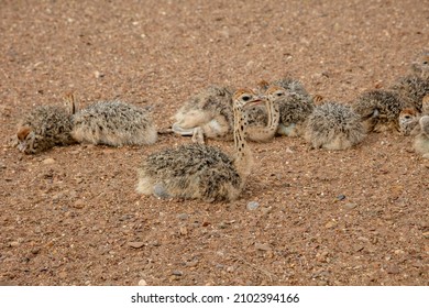 673 Hiding ostrich Images, Stock Photos & Vectors | Shutterstock