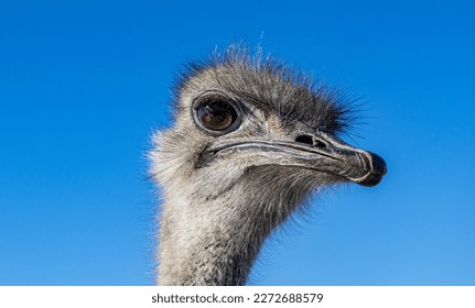 African ostrich close up face. Ostrich eyes. Ostrich portrait.  - Powered by Shutterstock