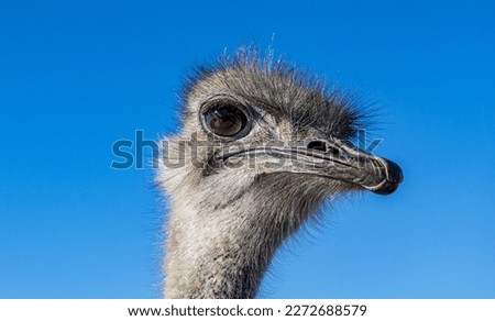 African ostrich close up face. Ostrich eyes. Ostrich portrait. 
