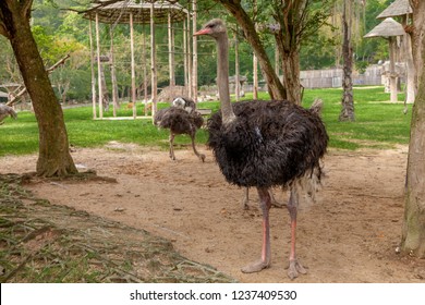 African Ostrich or Common ostrich (Struthio camelus) bird head and neck front portrait in the Safari park