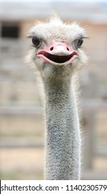 African Ostrich Funny Face