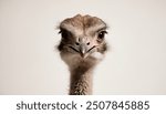 African ostrich head close up on ostrich farm. funny ostrich. ostrich portrait