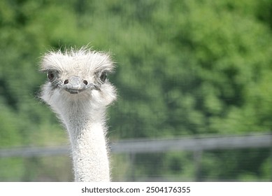 African ostrich head close up on ostrich farm. funny ostrich. ostrich portrait