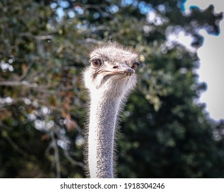 5 Fastest Land Speed Of Any Living Animal Images, Stock Photos & Vectors |  Shutterstock