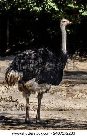 African ostrich walking in its eclosure. Latin name - Struthio camelus
