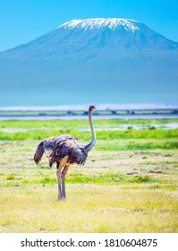 188 Ostrich peak Images, Stock Photos & Vectors | Shutterstock