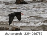 African Oystercatcher (Haematopus moquini), flying at Infanta near the estuary of Breede River in Western Cape, South Africa.