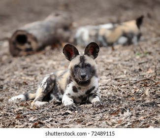African Painted Wild Dog (Lycaon Pictus) Pup