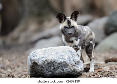 African Painted Wild Dog (Lycaon Pictus) Pup
