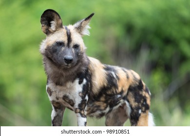 African Painted Wild Dog (Lycaon Pictus) Against Green Background