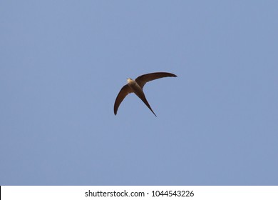African Palm Swift Cypsiurus parvus flying in Masindi, Uganda
