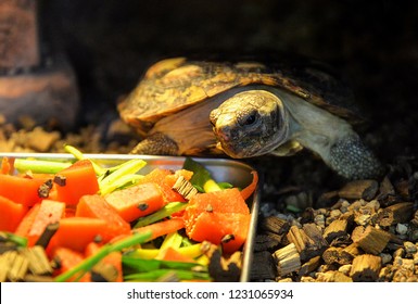 42,008 Pet Turtle Stock Photos, Images & Photography 