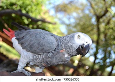 African Parrot At Sun City, North West, South Africa 