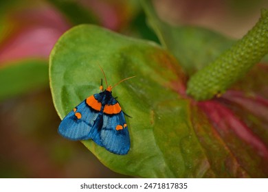 African Peach Moth, Egybolis vaillantina, small blue orange butterfly sitting on the green leaf, Zambia in Africa, wildlife nature. African Peach Mot in the nature habitat, pink red flower, Zambia. - Powered by Shutterstock