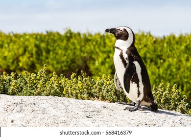 African Penguin