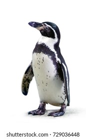 African Penguin