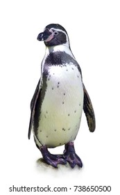 African Penguin