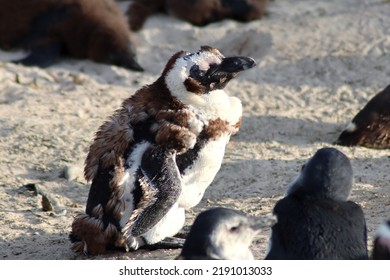 African Penguin Baby Sheds It's Fur