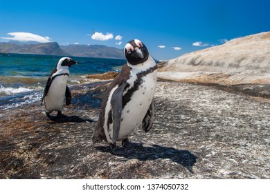 African penguin bolder beach cape town south  africa 