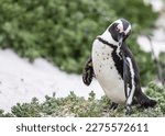 African Penguin - Boulders Beach - Capetown, South Africa