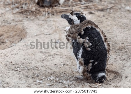 African penguin, Cape penguin or South African penguin (Spheniscus demersus) boulders penguin colony, Republic of South Africa