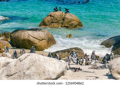 African Penguin Colony At Boulders Beach, South Africa