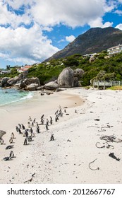 African Penguin Colony On A Beach In Cape Town, South Africa