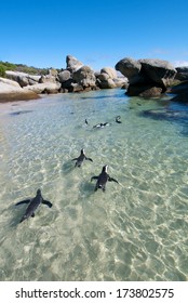 African Penguin Colony Swimming