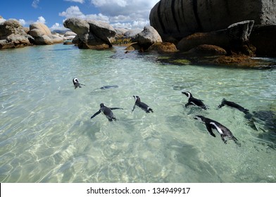 African Penguin Colony Swimming Underwater