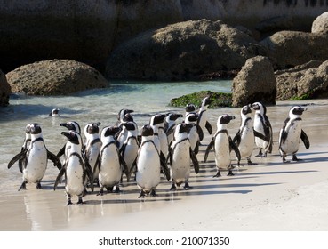 African Penguin Crowd