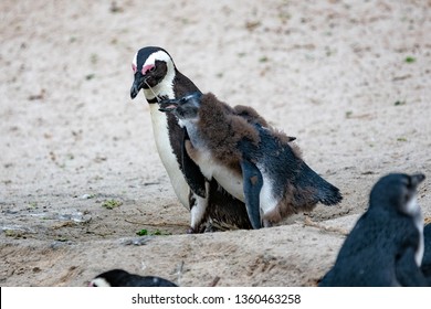 African Penguin Feeding Baby. Boulder's Beach, Simon's Town, South Africa.