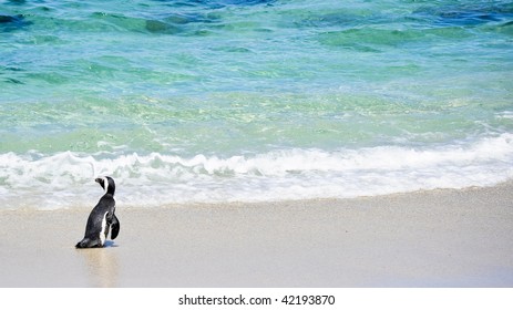 African Penguin Found At Boulders Beach In Cape Town, South Africa