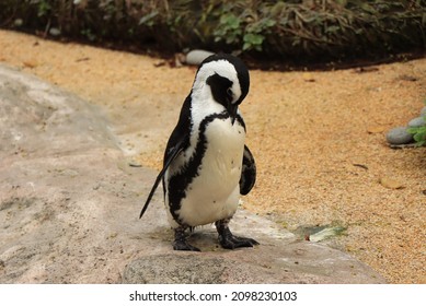 The African penguin, also known as the Jackass Penguin or South Jackass penguin, is a species of penguin confined to southern African waters. It is flightless.